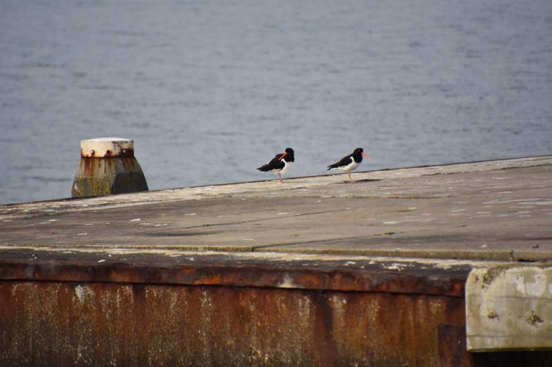 19-04-16_WES-Holl_0506_GA2_8235